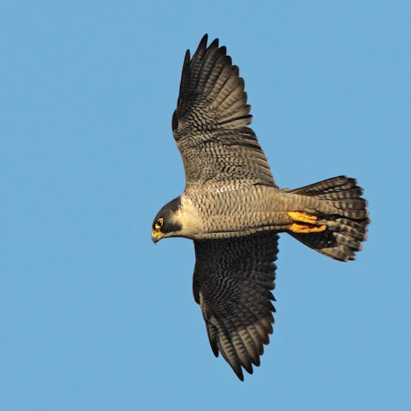 Peregrine Falcon. Steve Round Photograph